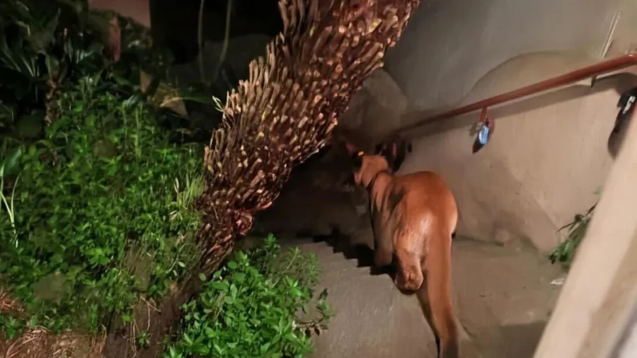Mountain Lion Roams San Francisco, Will Be Returned to the Wild
