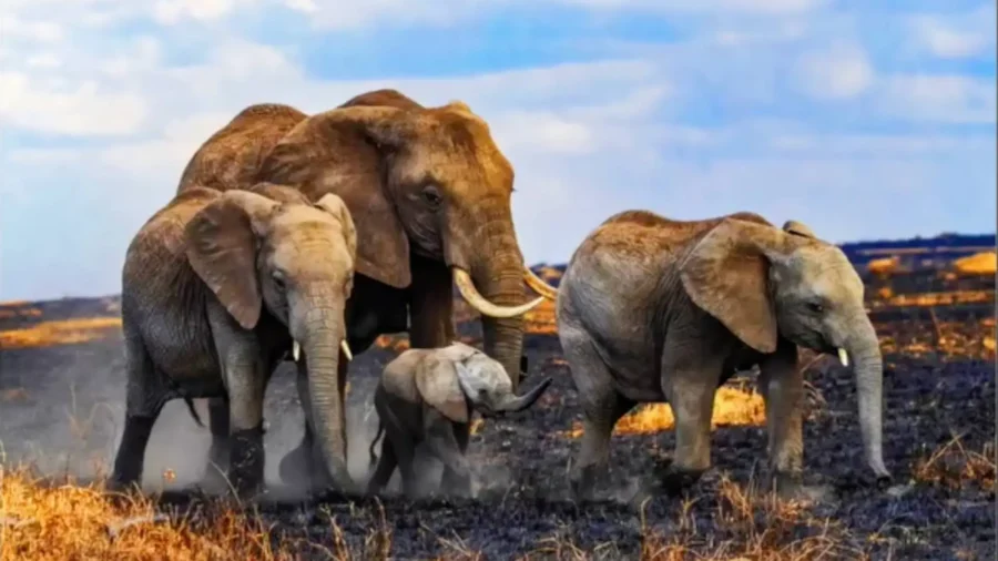 Light, Composition, Compassion: How NTD Judges Choose Winning Photos