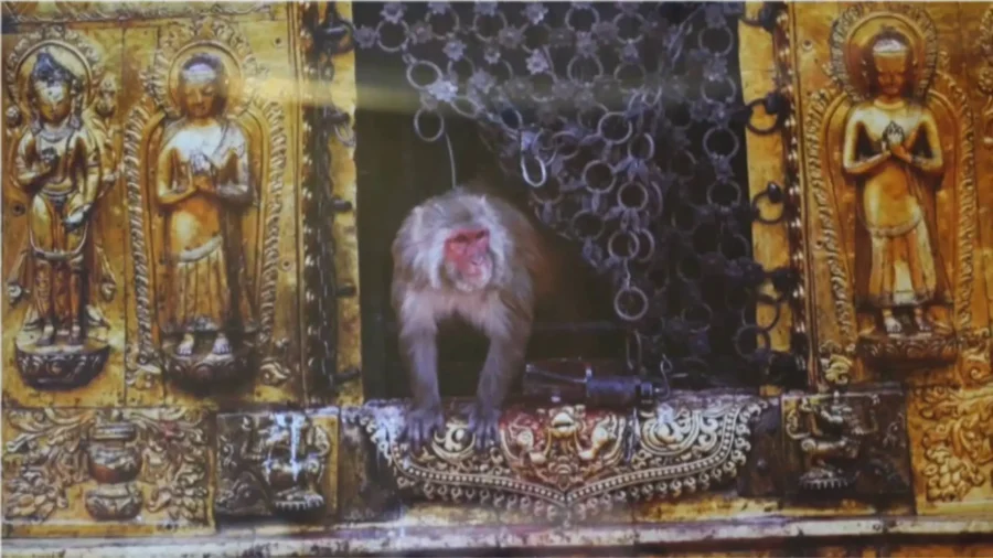 Finalists Share the Inspiration Behind Their NTD Photo Competition Entries