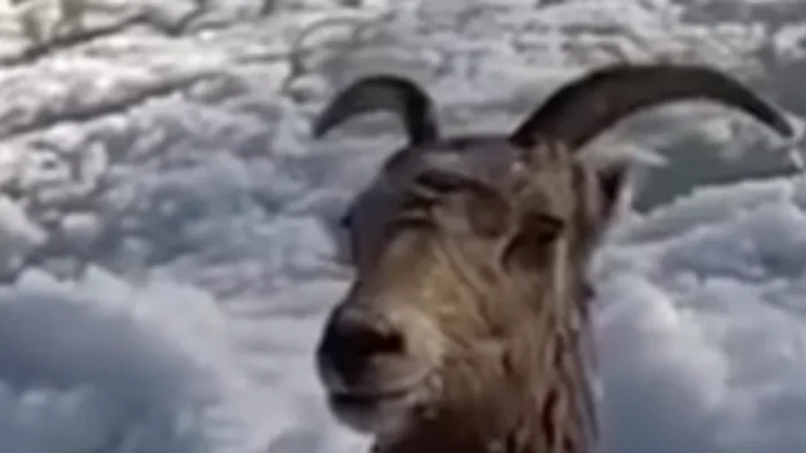 Officers Rescue Bighorn Sheep Stuck in Frozen River