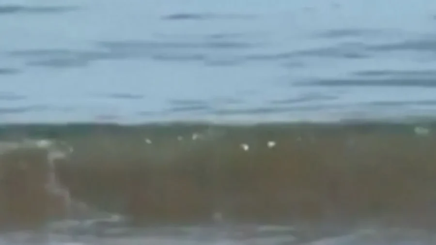 ‘Panchito’ the Elephant Seal Visits Mexican Beach