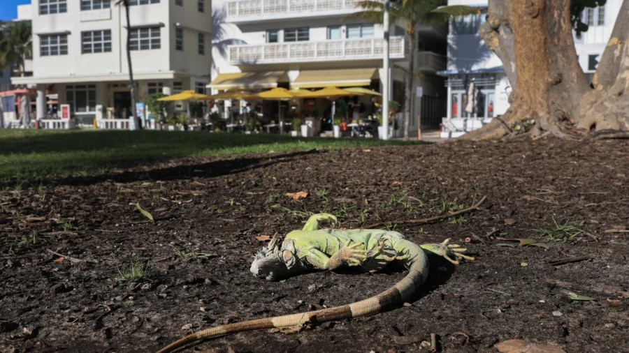 Florida Allows Public to Collect Invasive Iguanas During Rare Freeze