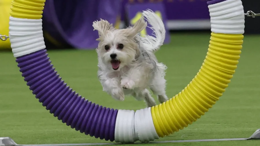 Westminster Dog Show Kicks Off 150th Edition
