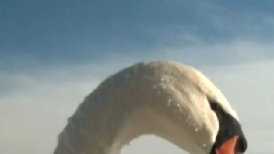 Read a full version of this article without ads!