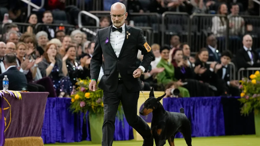 Penny the Doberman Pinscher Wins 150th Westminster Dog Show