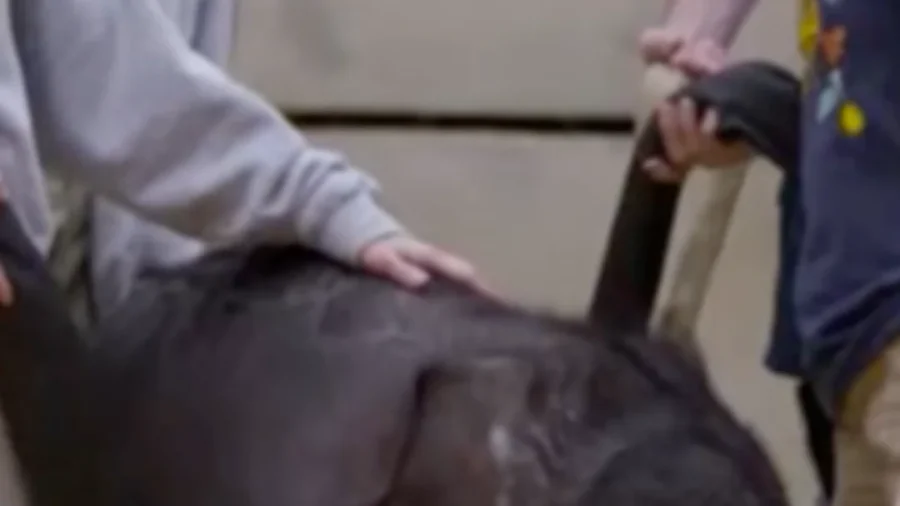 Adorable Asian Elephant Born at Washington’s Smithsonian National Zoo