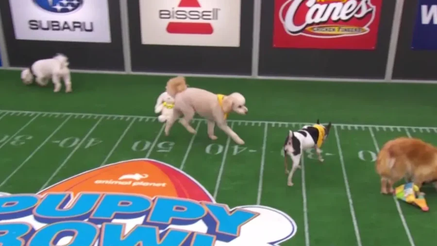 Puppy Bowl to Feature Halftime Game for Senior Dogs