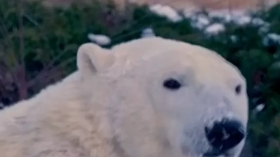 Brookfield Zoo Chicago Pledges Support for Polar Bear Conservation