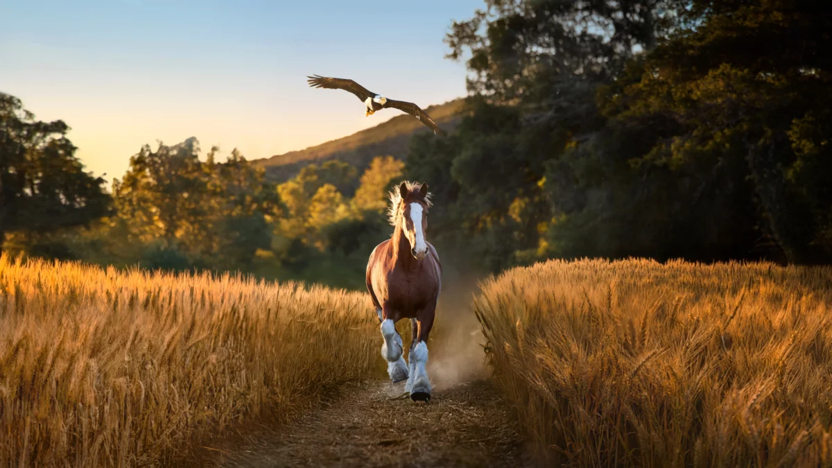 The Budweiser 2026 Super Bowl NFL football spot. (Pat Piasecki/Budweiser via AP)