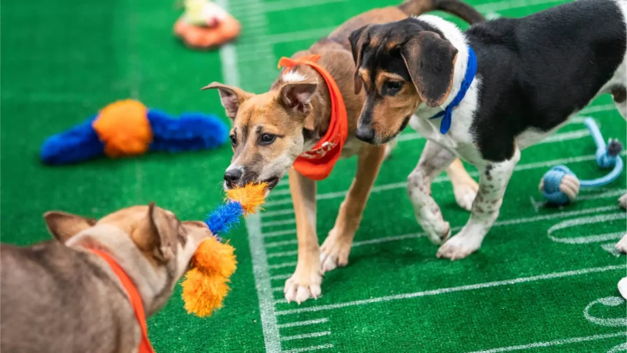 Team Fluff Wins Puppy Bowl XXII