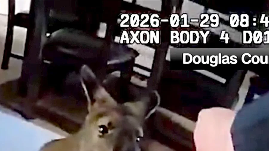 Escapee Charlie the Wallaby Captured by Police in Colorado