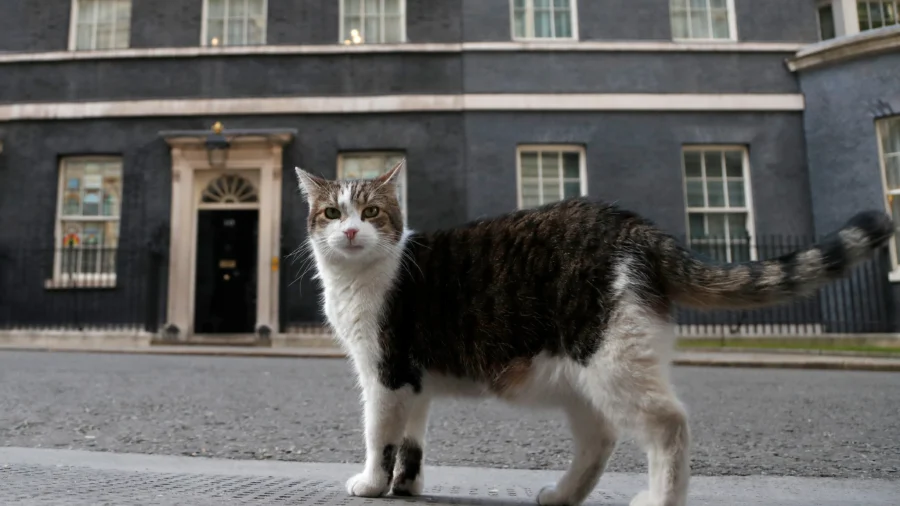 ‘First Feline’ Larry Marks 15 Years as Britain’s Political Top Cat