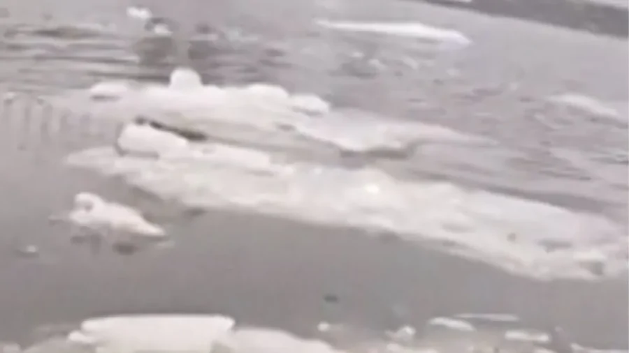 NYPD Rescues Injured Bald Eagle Stranded on Icy Hudson River