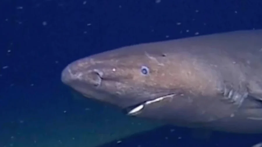 First Sleeper Shark Filmed in Antarctica’s Near-Freezing Depths