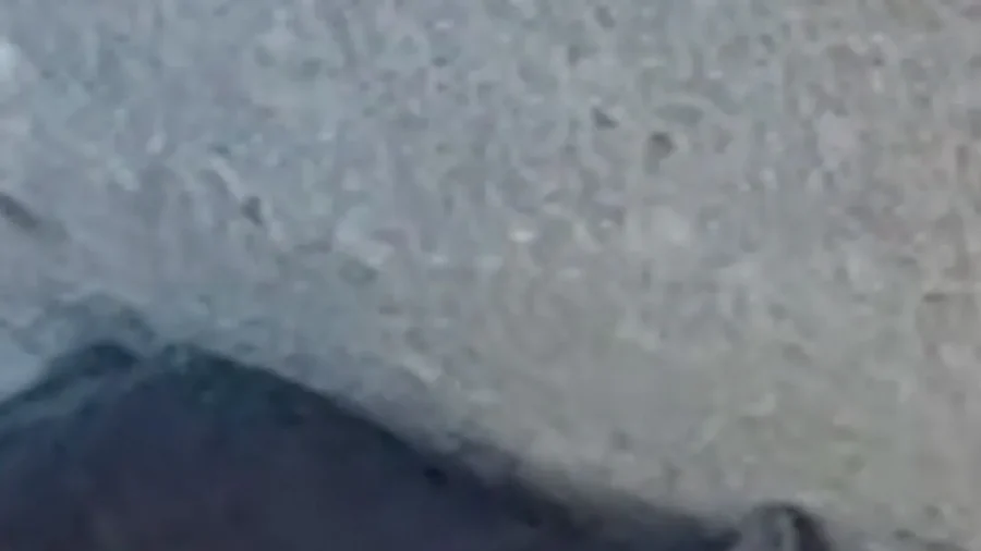 California Highway Patrol Officer Rescues Kitten From Busy Freeway