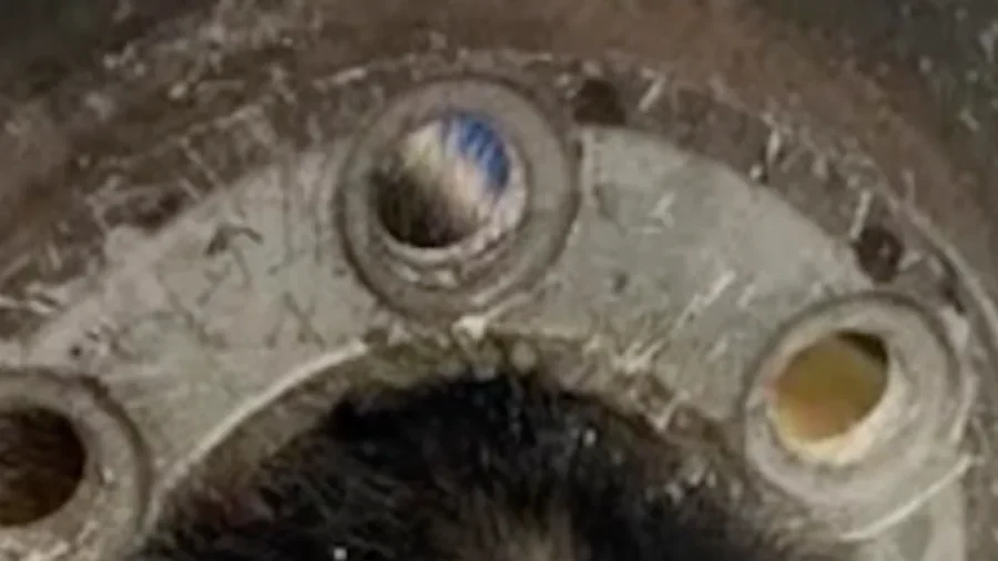 Curious Puppy Rescued in California After Getting Head Stuck in Tire Rim