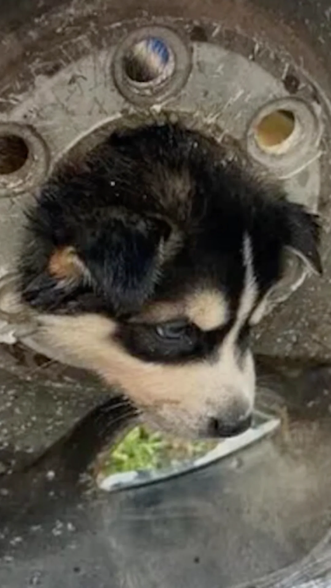 Curious Puppy Rescued in California After Getting Head Stuck in Tire ...