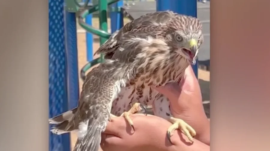 Los Angeles Man Sentenced for Giving Alcohol to a Hawk