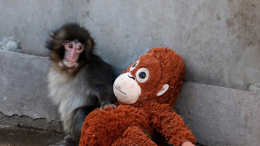 IKEA Sells Out of Viral Orangutan Plushie 'Adopted' by Abandoned Baby Monkey