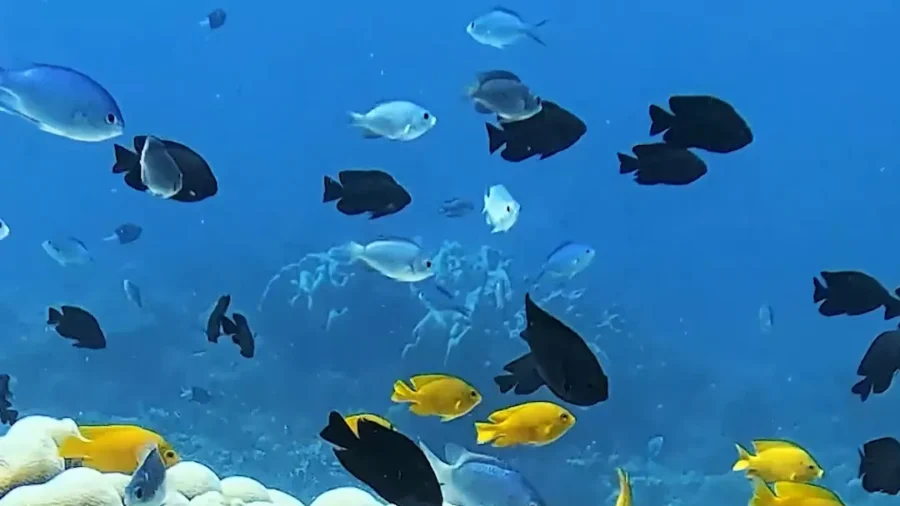 Routine Dive Reveals World’s Largest Coral Colony