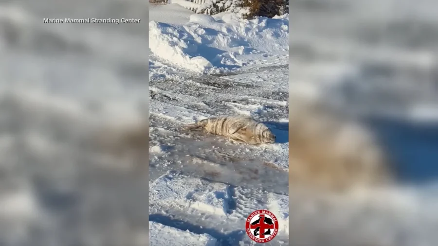 Sleepy Seal Shuts Down Traffic in New Jersey