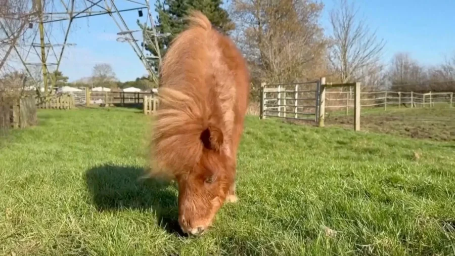 Tiny Rescue Pony Wins Hearts After Recovering From Illness