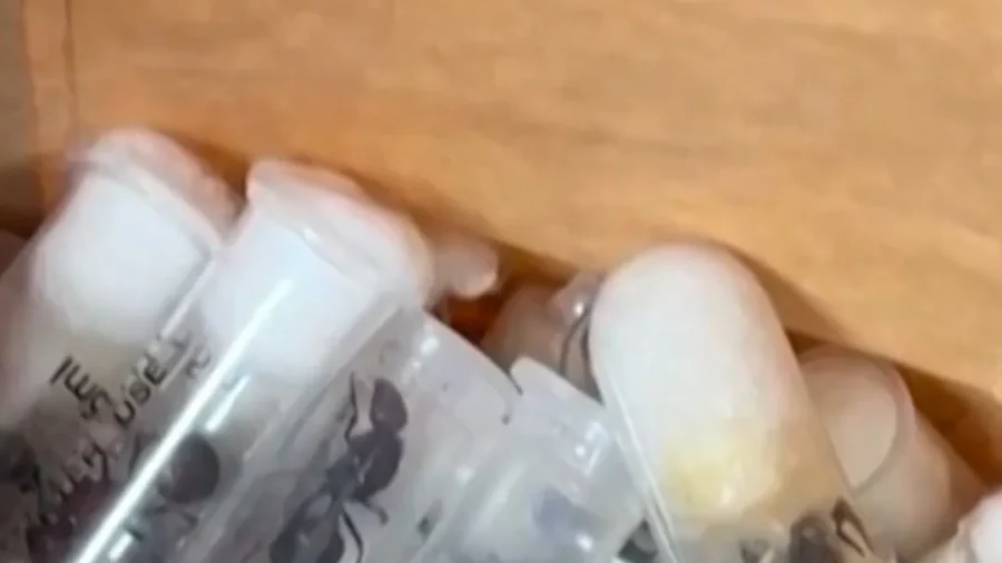 Kenya Busts Chinese Man Smuggling 2,200 Live Ants