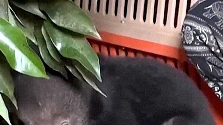 2 Moon Bear Cubs Rescued From Illegal Wildlife Trade in Laos