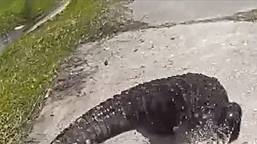 6.5-Foot Alligator Captured Near Florida School