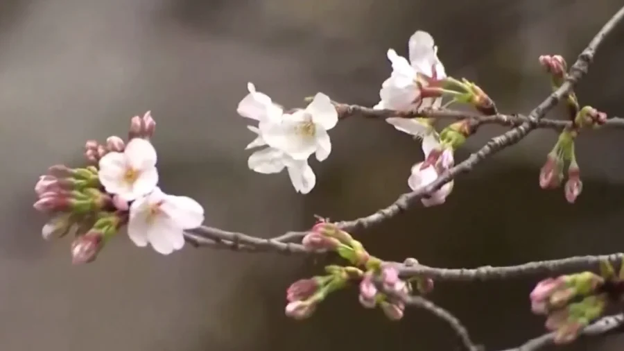 Japan Announces Beginning of Cherry Blossom Season 