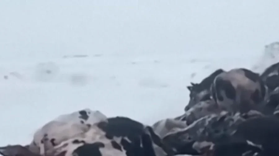 Mass Culls in Russia as Cattle Disease Spreads Amid Skepticism Over Diagnosis