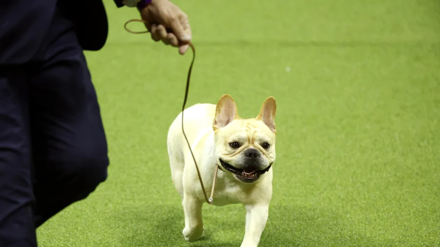 French Bulldog Remains America’s ‘Top Dog’ for 2025