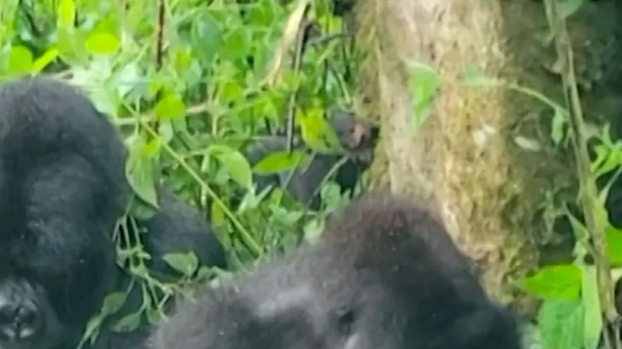 Second Set of Rare Gorilla Twins Born This Year in Congo’s Virunga Park