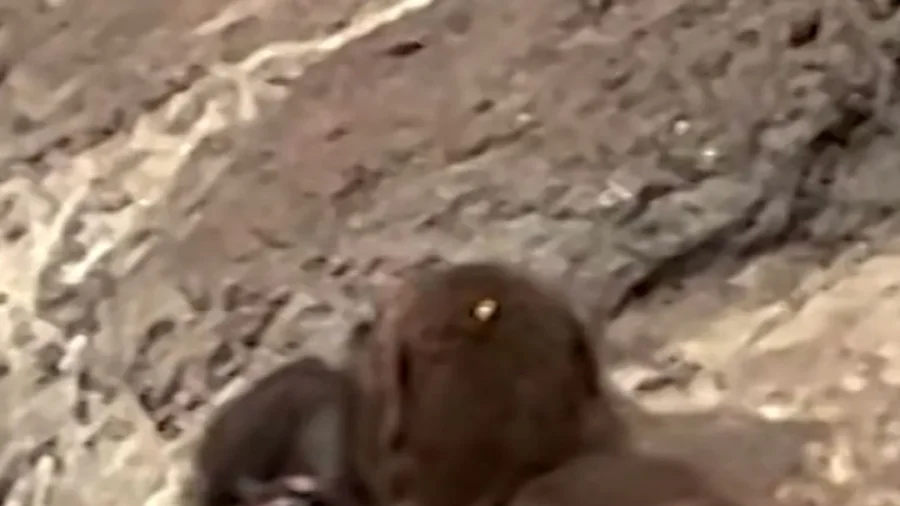 Viral Star 'Punch the Monkey' Finds a ‘Real’ Best Friend