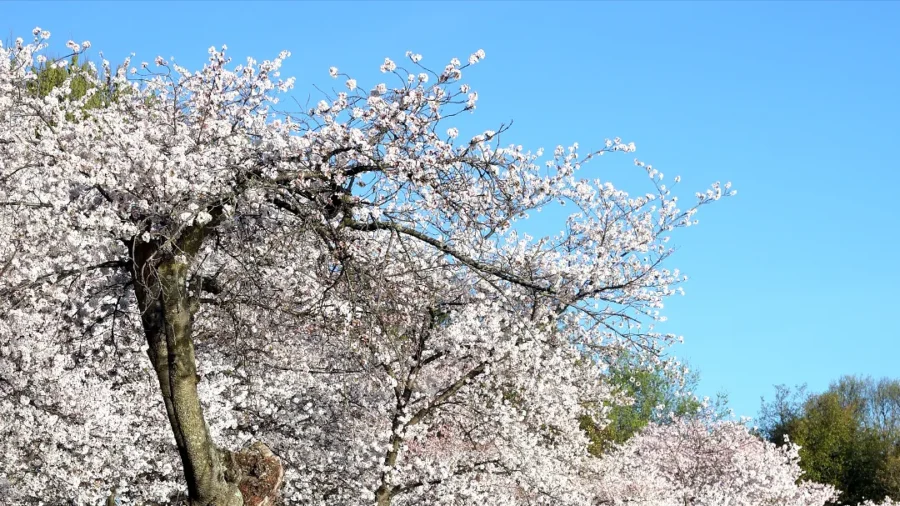 Cherry Blossoms Herald Spring in US Capital