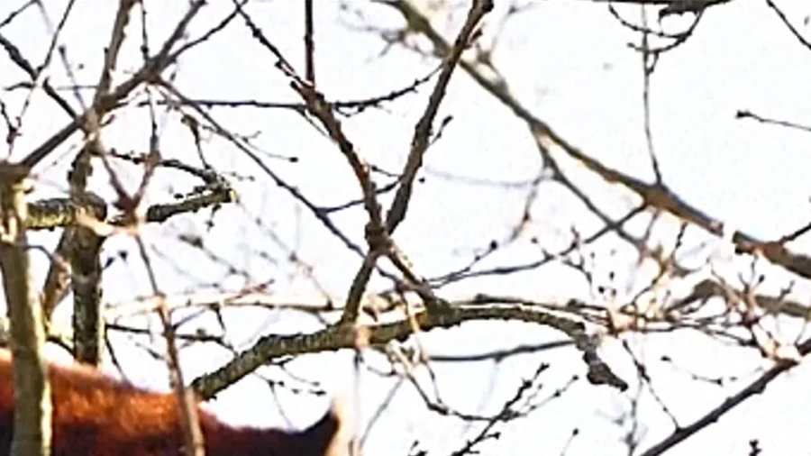 Red Panda ‘Blind Date’ Could Help Save Species