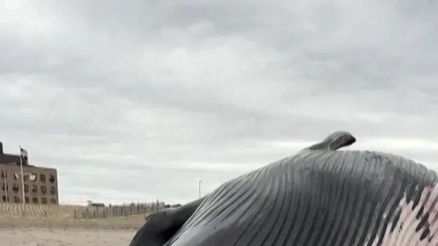 Endangered Sei Whale Found Dead on New York City Beach