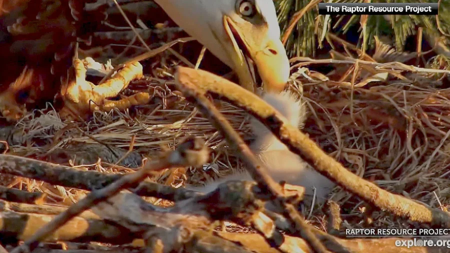 Newly Hatched Bald Eagle Chick Captivates Thousands