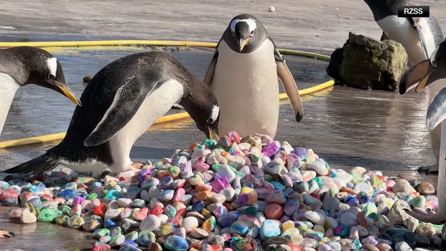 Kids Add Color to Penguins’ Courtship Rituals With Pickable Pebbles