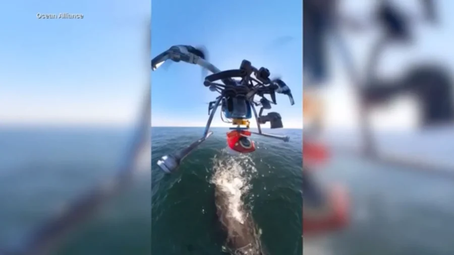 ‘Snotbot’ Drones Dropping Sticky GPS Suction-Cup Tags on Whales