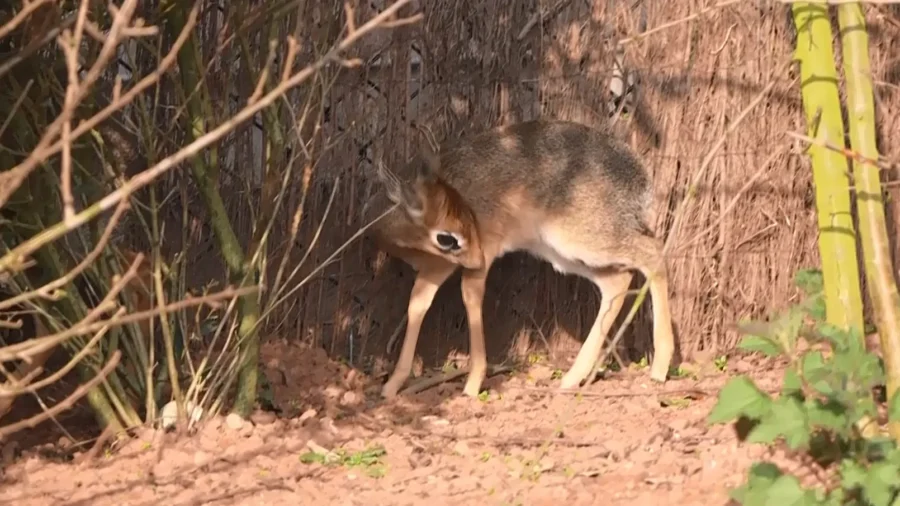 Dotty the Tiny Antelope Welcomed at England’s Chester Zoo