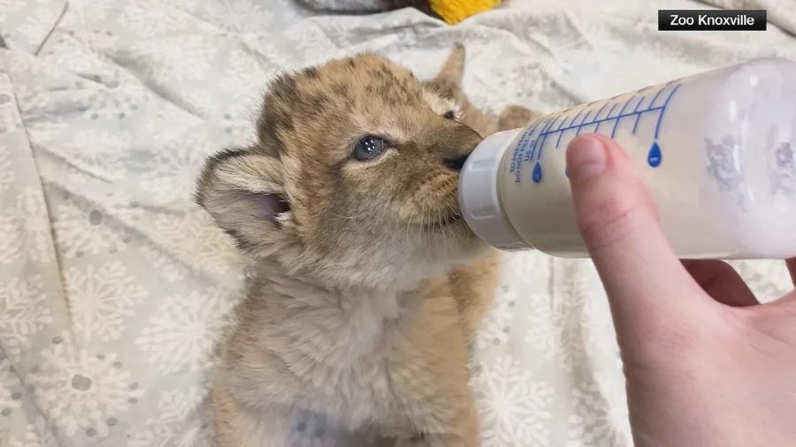 Zoo Knoxville Welcomes Newborn Lion Cub–The Sole Survivor of His Litter