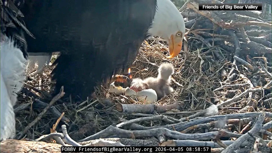 Second Bald Eagle Chick Hatches in California’s Big Bear Valley