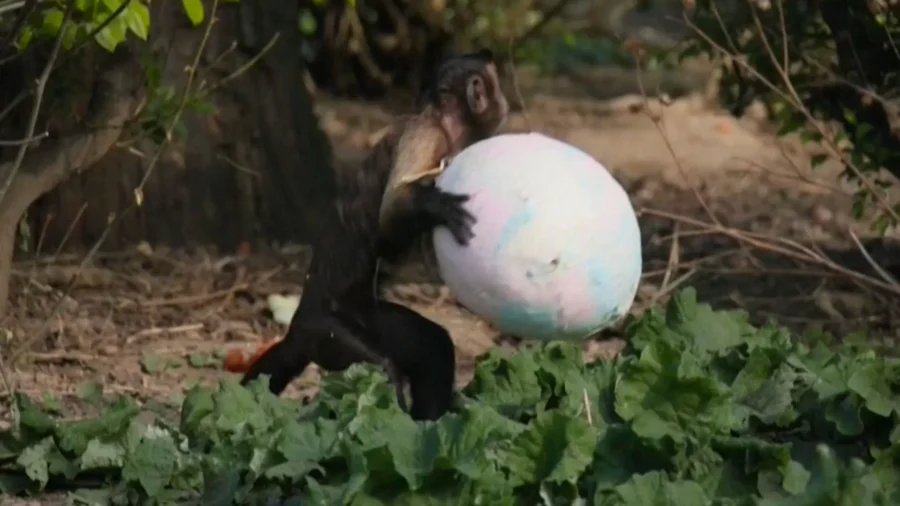 Monkeys, Meerkats, and Mongooses Get Easter Treats at Zagreb Zoo