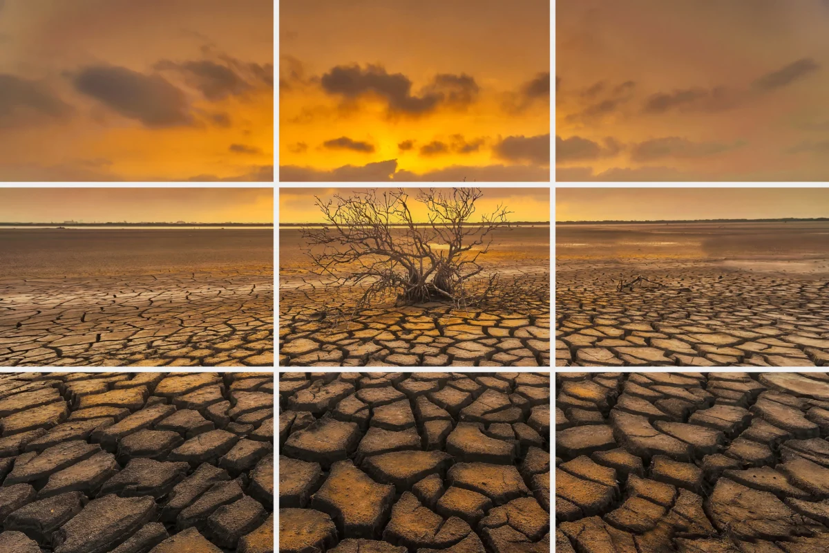 The Rule of Thirds Grid on top of "Dead Trees on Dry Land" by Ming-Lun Tsai of Taiwan. (Courtesy of the Fifth NTD International Photography Competition)