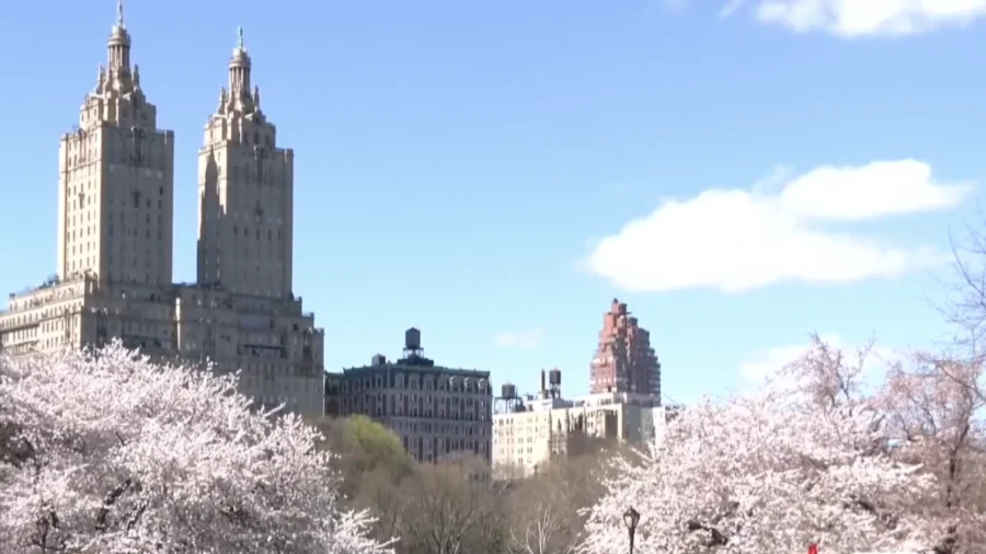 Cherry Blossoms Pop Up In Central Park, New York City