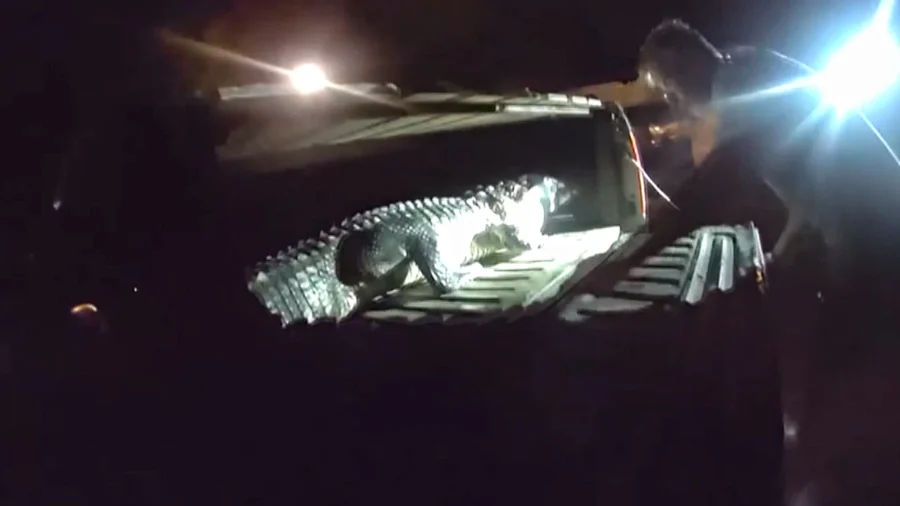 Alligator Found in Indoor Pool Inside Tampa Home