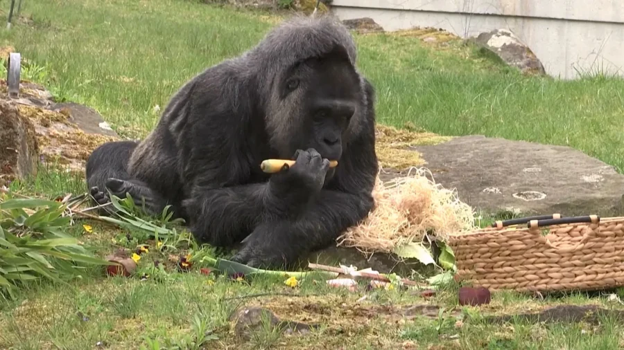 Fatou, Berlin Zoo’s Grand Dame, Believed to Be World’s Oldest Captive Gorilla, Turns 69