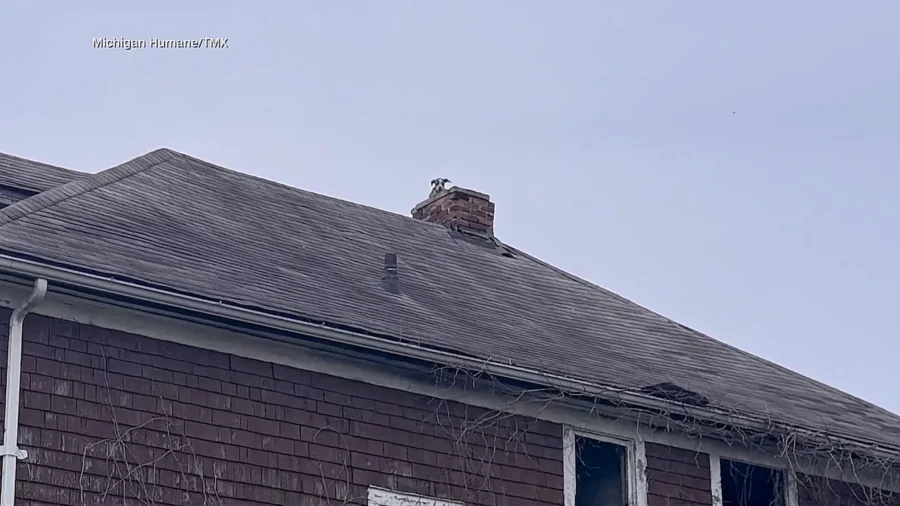 ‘Stack’ the Stuck Puppy Rescued From Detroit Chimneytop