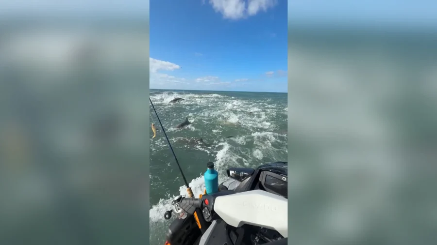 Fisherman Surrounded by Sharks During Feeding Frenzy